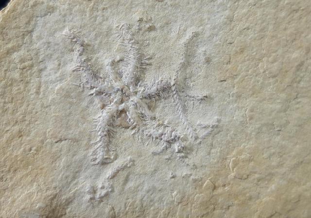 Ophiopetra lithographica (ENAY & HESS 1962) - Bild © FossNet FossilienStore